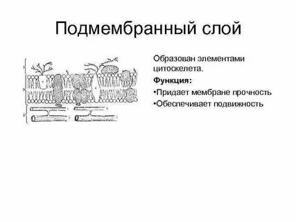 Слои плазмолеммы