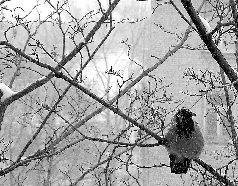 Ворона на ветке зимой. Ворон на ветке зима. Ворона на ветке. Ворона на снегу. Жила ворона в заколоченном на зиму