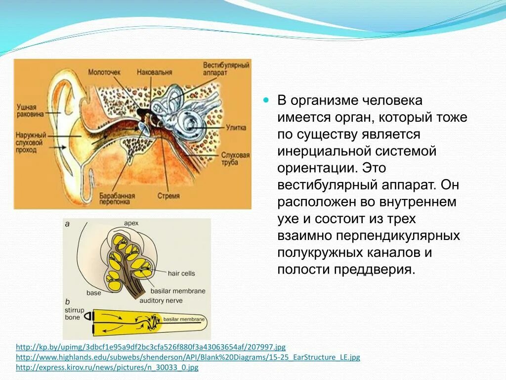 К вестибулярному аппарату относится. Вестибулярный аппарат человека. Органы ориентации в пространстве. Орган вестибулярного аппарата. Вестибулярный орган человека.