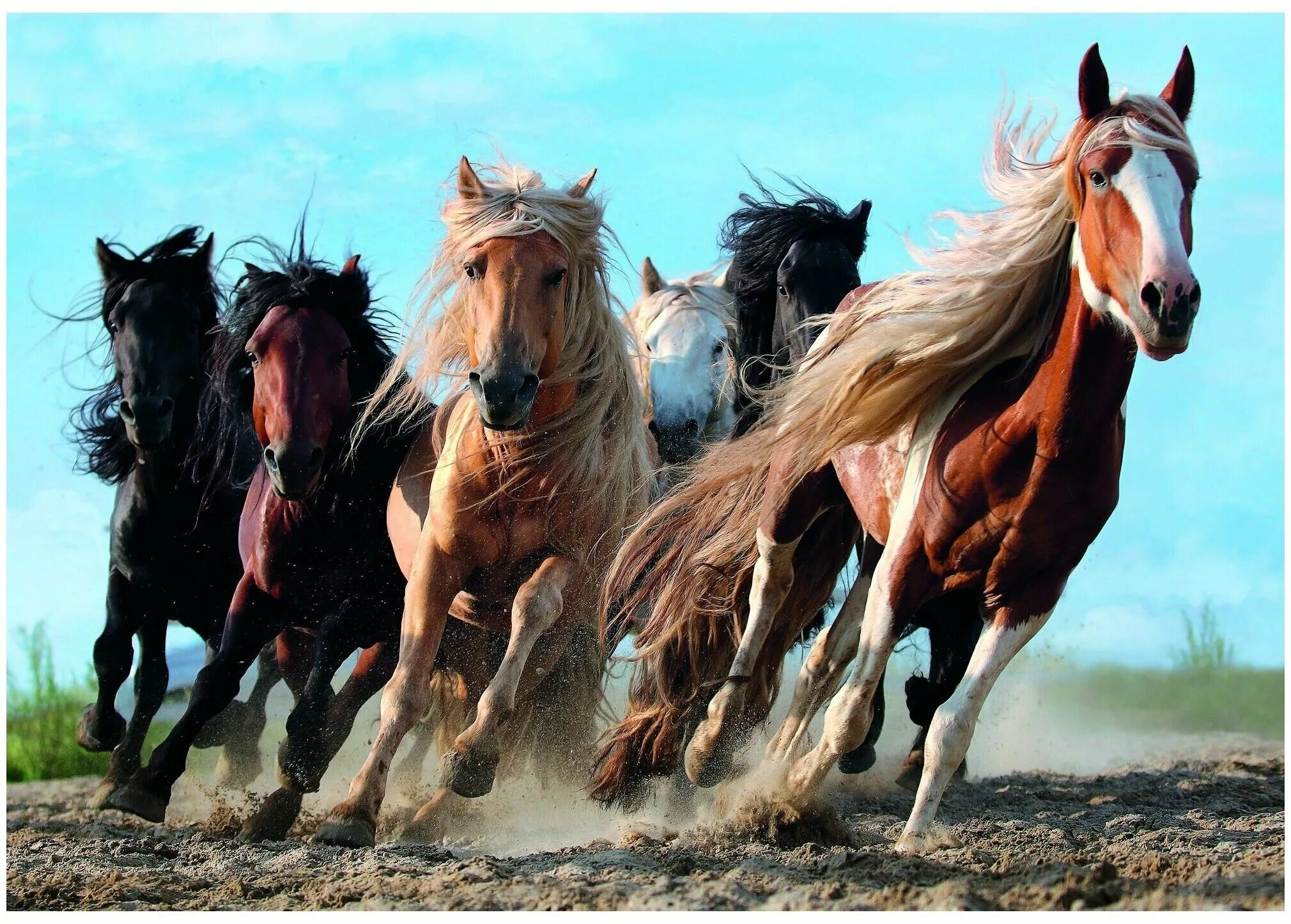 Картинки хороших лошадей. Стадо лошадей. Табун лошадей. Много лошадей. Красивые лошади.