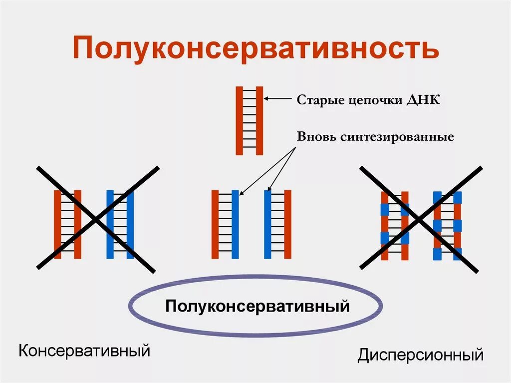 Комплементарность репликации днк. Принципы репликации днк полуконсервативность. принцип полуконсервативная репликация днк. полуконсервативный принцип репликации днк. принципы репликации полуконсервативность.