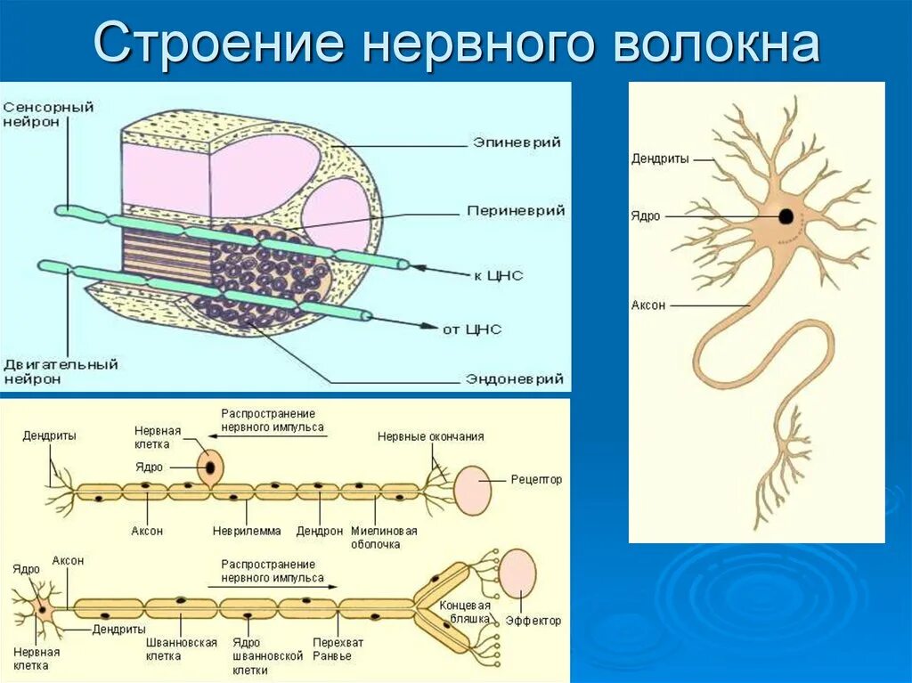 Строение нерва рисунок. Строение миелинового нервного волокна физиология. Нервное волокно и функции его структуры. Двигательное нервное волокно строение. Нервная  нервные волокна  строение ,функции.