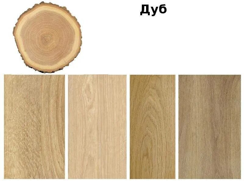 Массив разных типов. Срезы деревьев разных пород. древесина разных пород деревьев. структура разных пород дерева. цвет древесины разных пород.