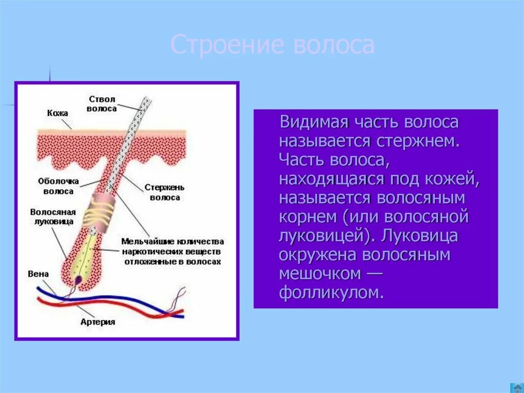 Корни волос расположены в. Строение волоса. Строение стержня волоса. Строение волоса человека. Строение волоса человека на голове.