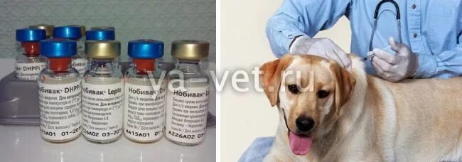 Делают ли собакам прививки от клещей. Нобивак вакцина от клещей для собак. Укол от подкожного клеща для собак Нобивак. Схема вакцинации Нобивак для собак. Нобивак для шпица.