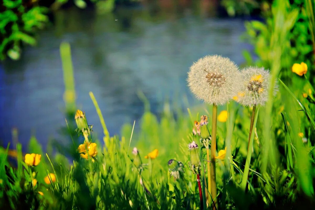 природа одуванчик