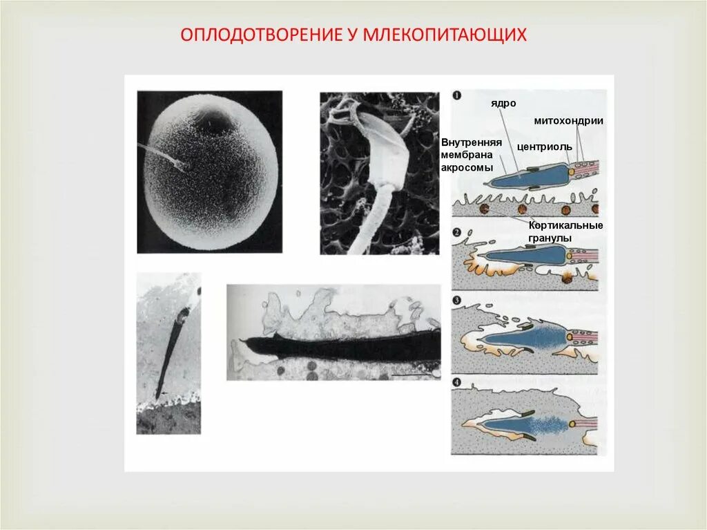 Какое оплодотворение у млекопитающих. Оплодотворение у млекопитающих. Особенности оплодотворения у млекопитающих. Схема оплодотворения у млекопитающих. Внутреннее оплодотворение у млекопитающих.