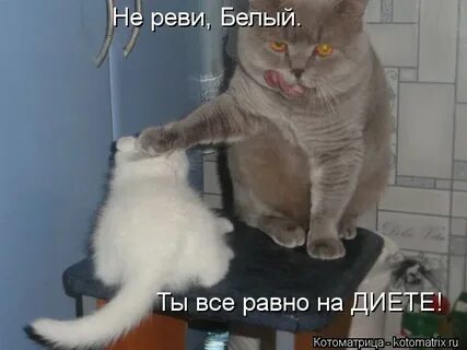 Видео не реви