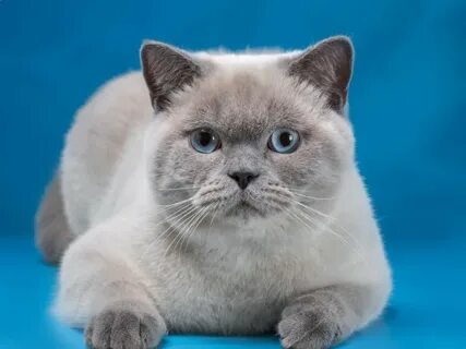 Кот поинт