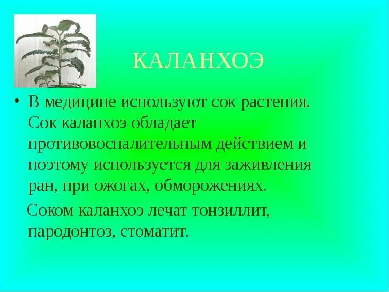 Сок каланхоэ. Сок растения каланхоэ. Растение каланхоэ употребляют в медицине. Каланхоэ в медицине