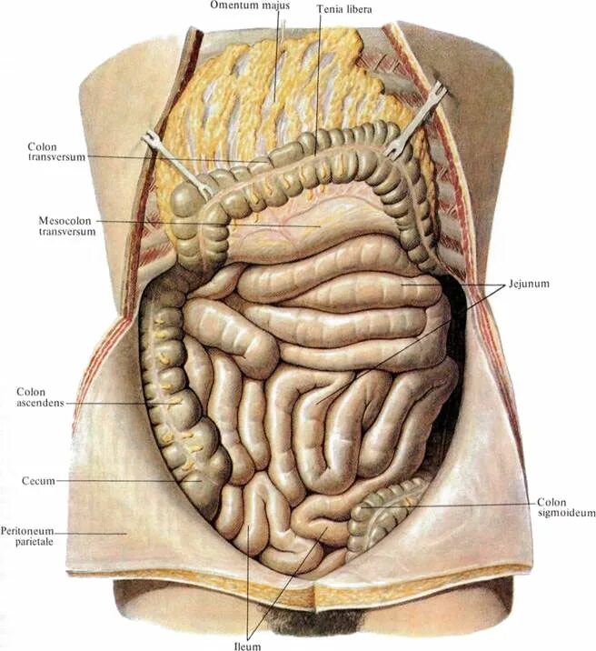 Вид внутренних органов. Сальник брюшной полости анатомия. Брыжейка тощей кишки анатомия. Тонкая кишка анатомия топография.