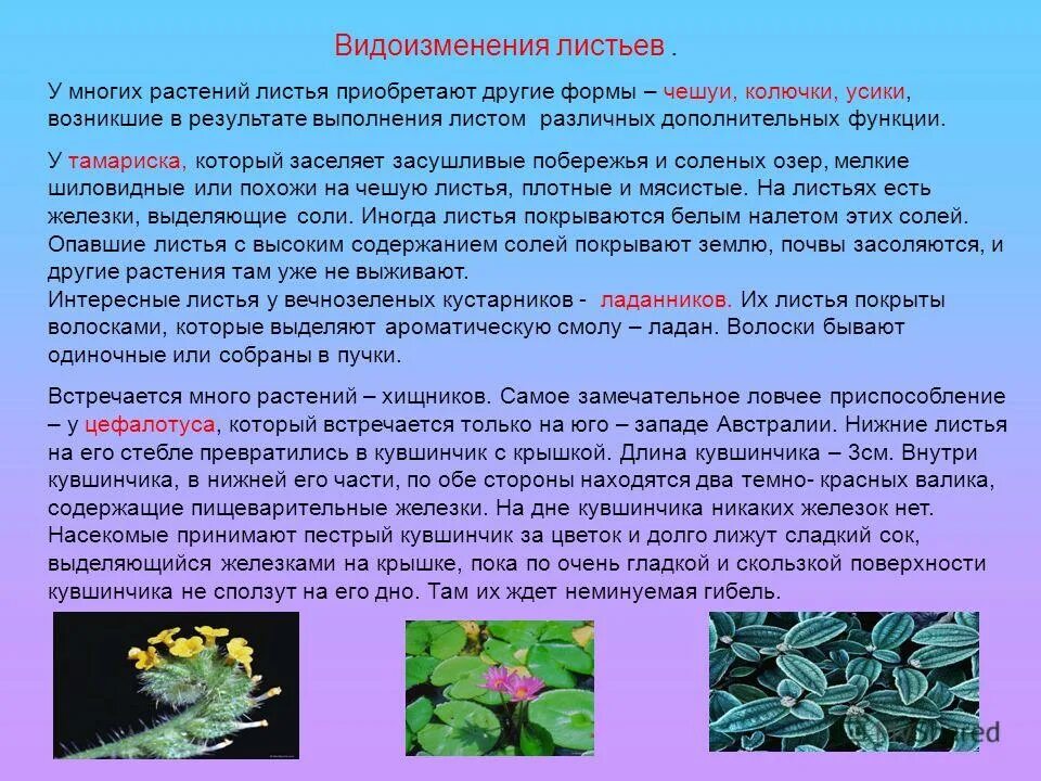 Видоизменения листьев таблица с примерами Видоизменения побегов растений особенности подземных и надземных видов