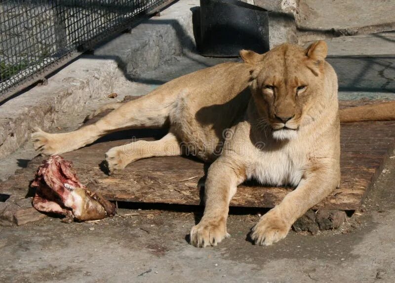 Лев топчет львицу фото. Львица душит Газель. Мясо львов едят