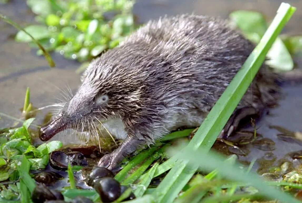 Русская выхухоль desmana moschata linnaeus, 1758. Окский заповедник выхухоль. Русская выхухоль desmana moschata linnaeus, 1758. Русская выхухоль. Зверь выхухоль.