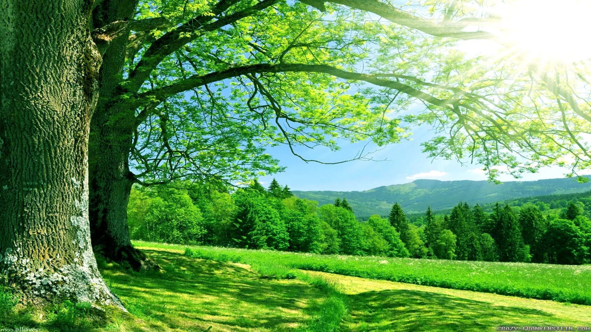 Image picture. Image picture