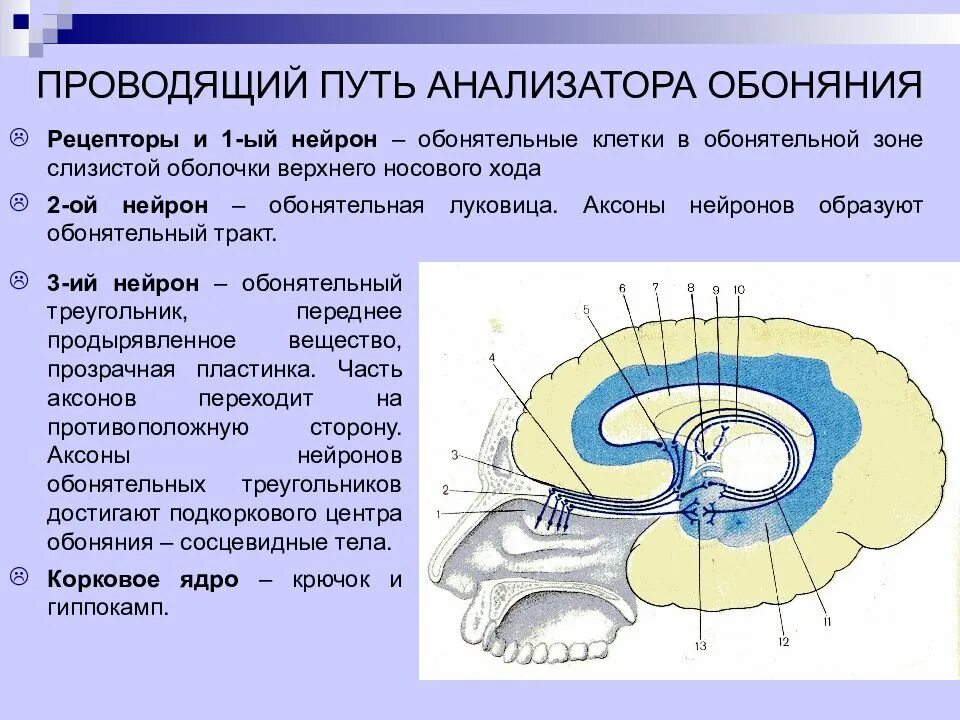 Проводящий путь обонятельного анализатора. Проводящий путь обонятельного анализатора схема. Обонятельный нерв схема пути. Обонятельный анализатор физиология схема. Этапы прохождения импульса