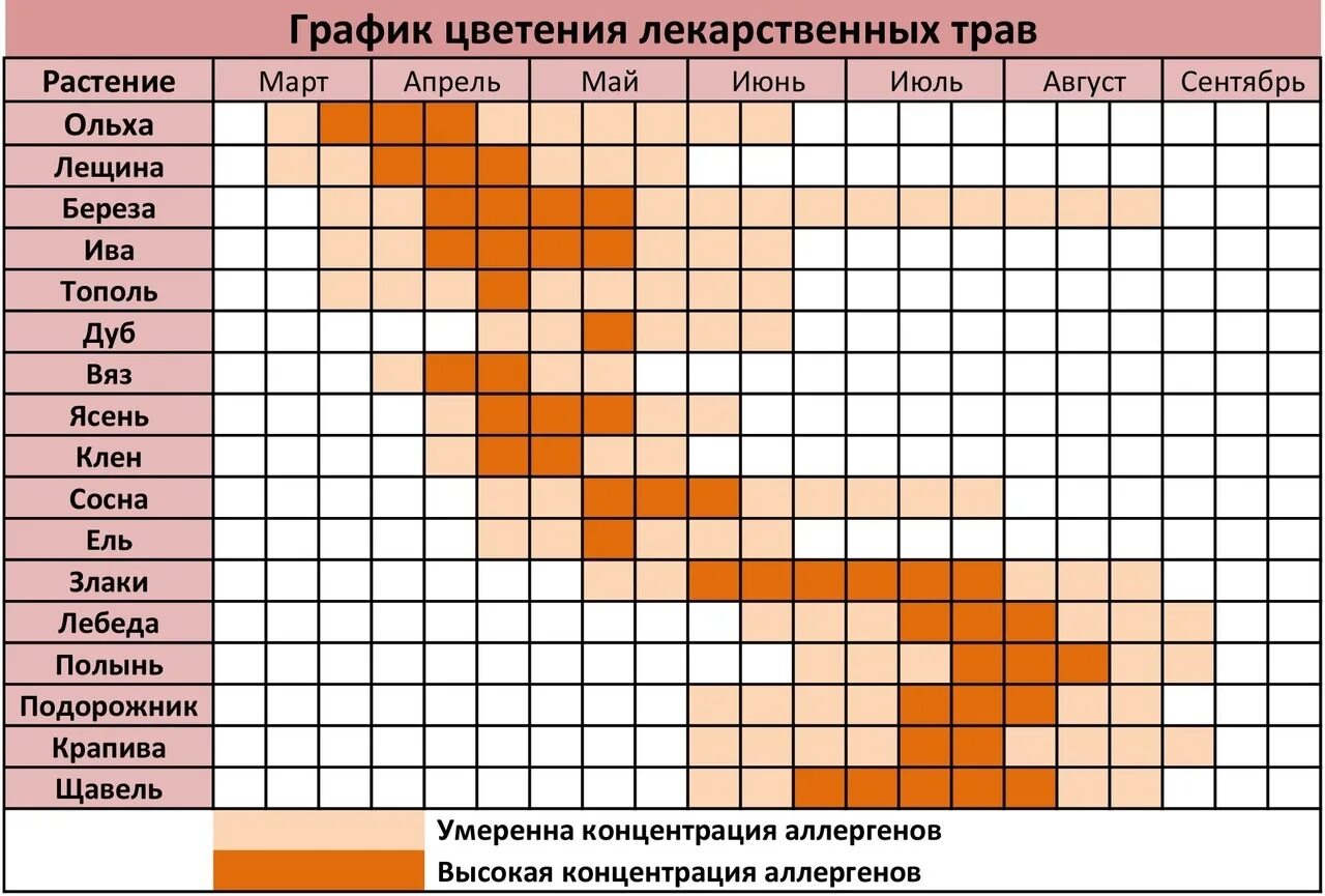 График цветения березы