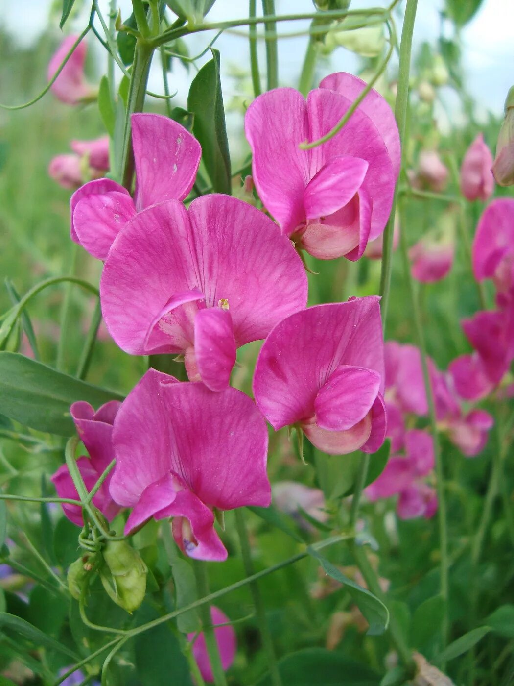 Сибирь чина. Чина (Lathyrus). Lathyrus sativus. Растение чина клубненосная. Чина Болотная Lathyrus palustris.