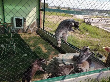 Планета обезьян зоопарк калужское шоссе