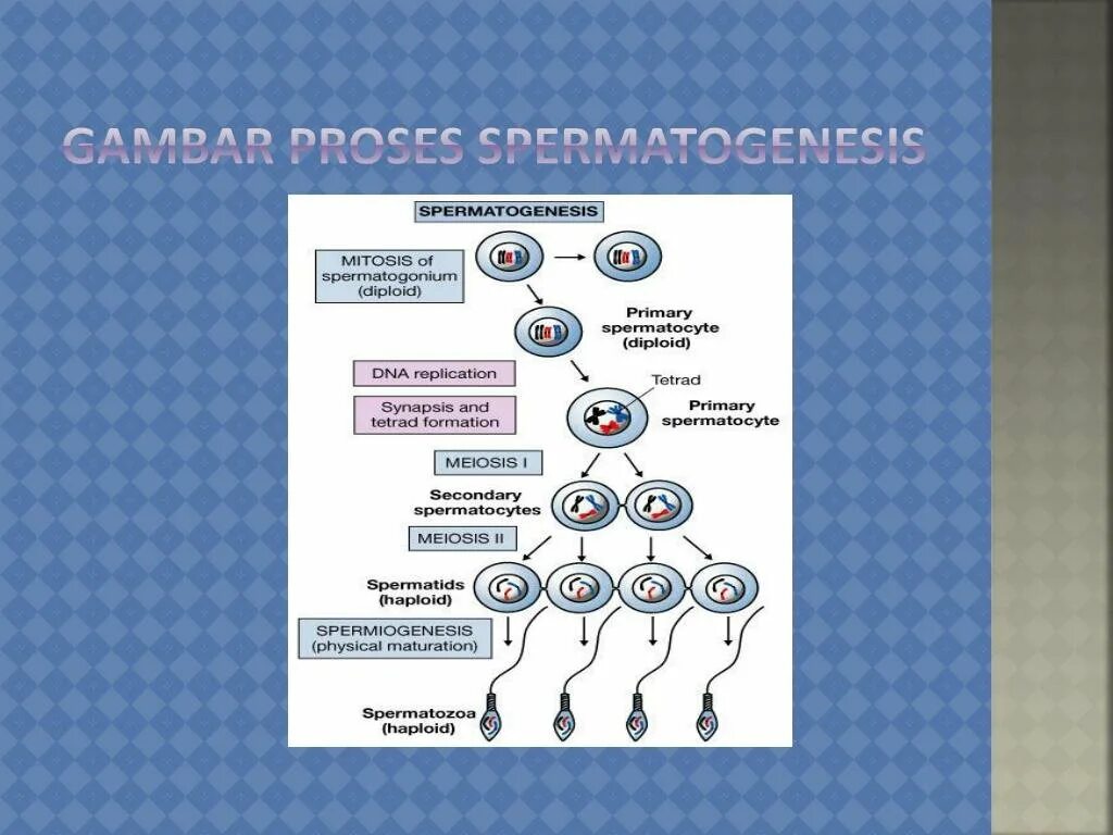 Этапы сперматогенеза 6 этапов. Сперматогенез. Сперматогенез рисунок. Сперматогенез гистология. Сперматогенез анатомия.