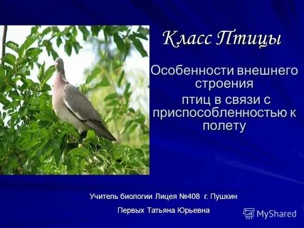 Особенности строения в связи с полетом