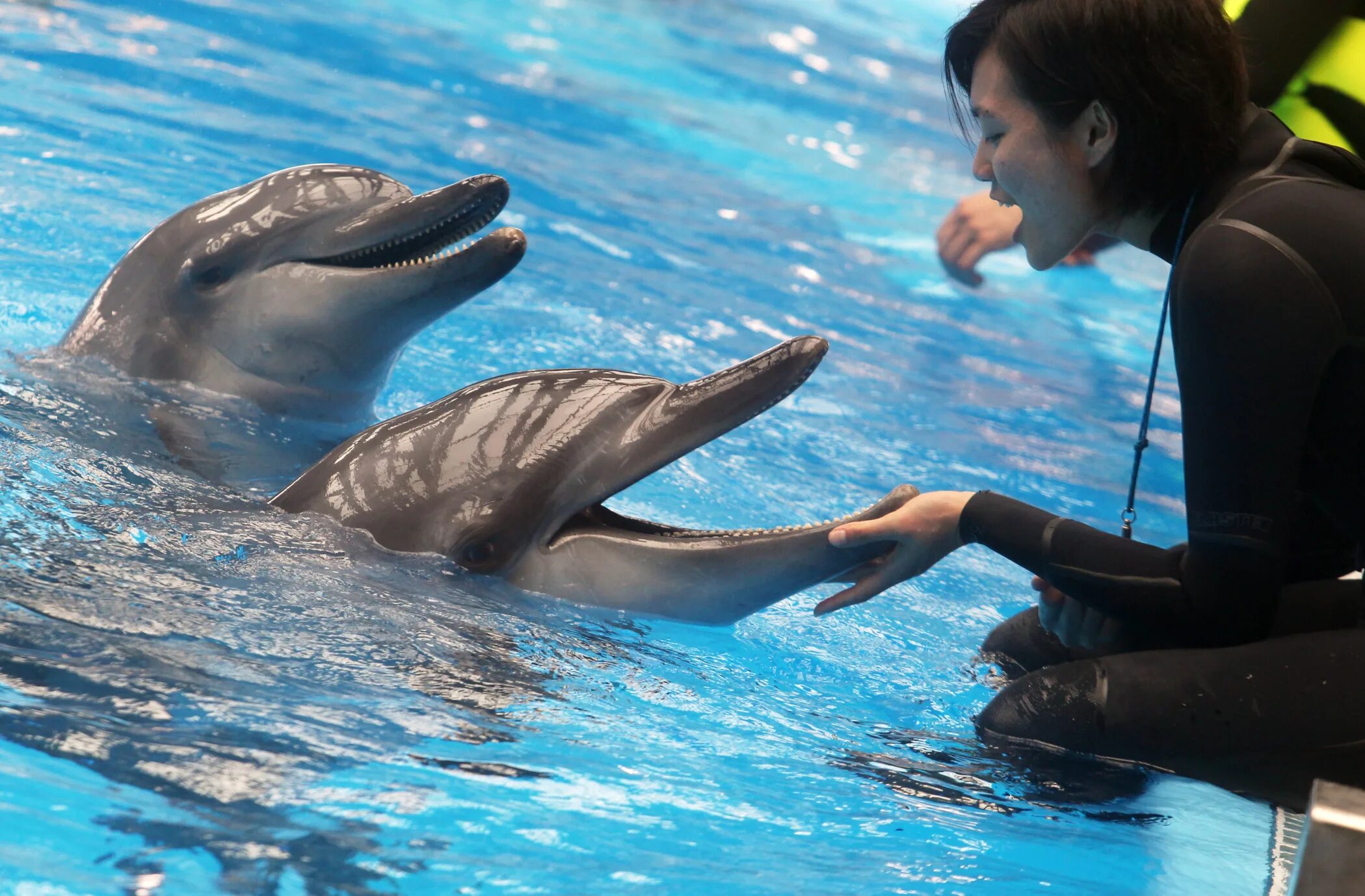 Dubai Dolphinarium. Бассейн Дельфин. Купание с дельфинами. Дельфины и люди. Удовольствие с дельфином