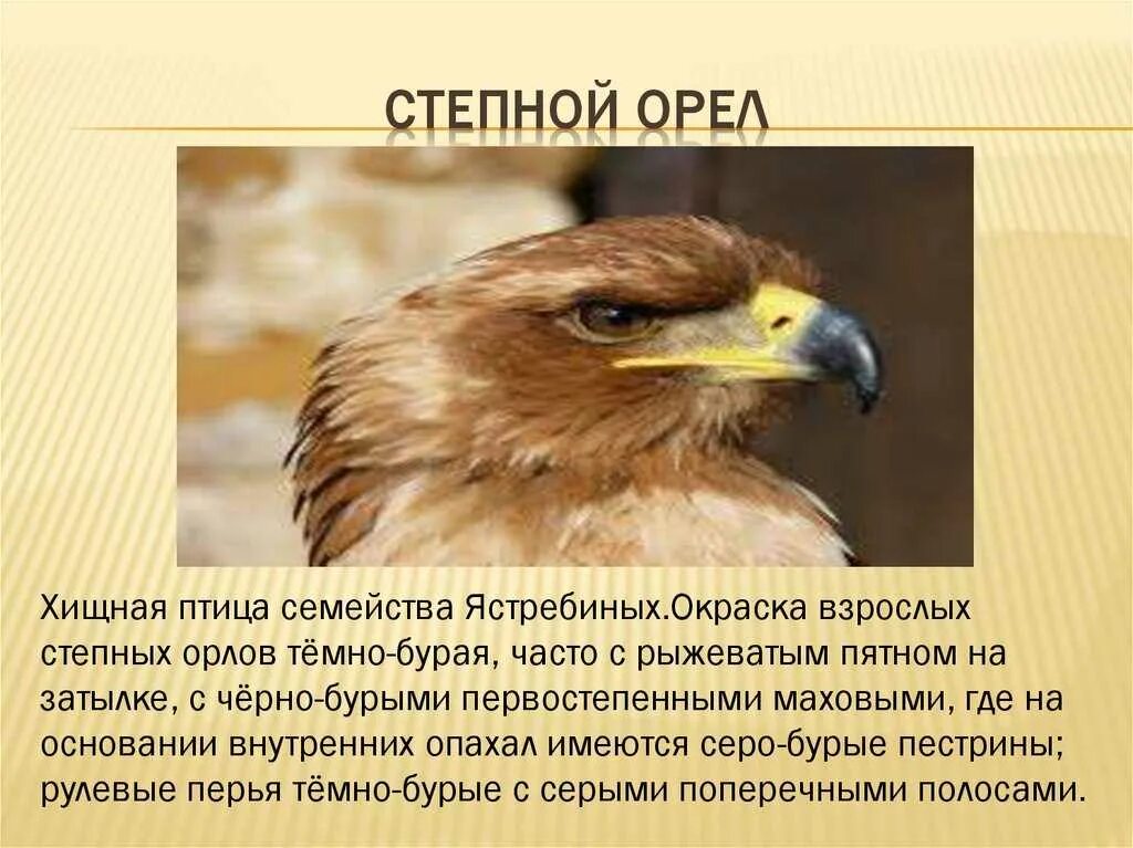 Орел птица сообщение. Степной Орел 4 класс. Сообщение о Степном Орле. Степной Орел доклад. Сведения про орла.