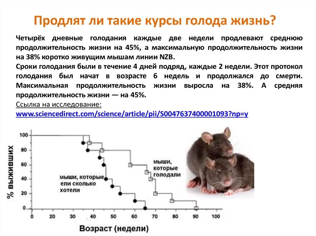 Продолжительность жизни хомяка. Продолжительность жизни мыши. Средняя Продолжительность жизни мышей. Средняя Продолжительность жизни хомяка.