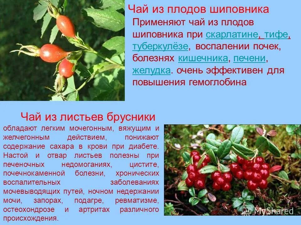 Шиповник очень полезное растение. Шиповник для чего полезен. Чай из плодов шиповника. Чем полезны плоды шиповника.