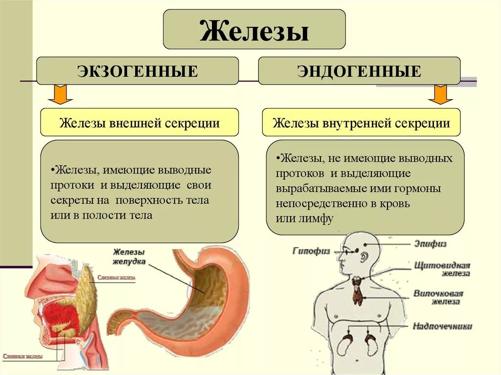 Как отличить железы