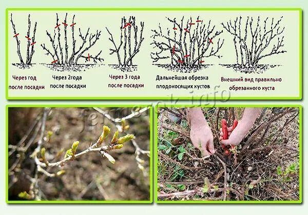 Как правильно делать обрезку крыжовника. Схема обрезки крыжовника весной. Обрезанный куст крыжовника. Схема обрезки смородины осенью. Обрезка крыжовника весной схема.