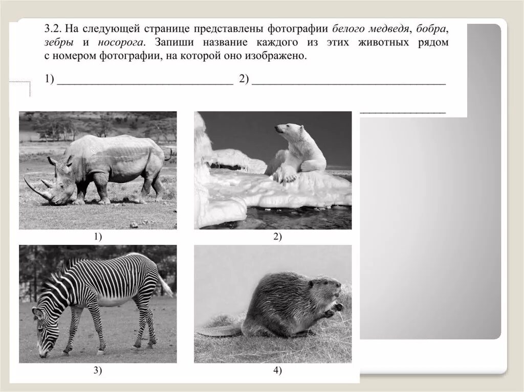 На следующей странице представлены фотографии белого медведя. Какие из этих животных обитают в естественной среде. ВПР по окружающему задания. ВПР окр мир. Какие из этих животных обитают в естественной среде на материке.