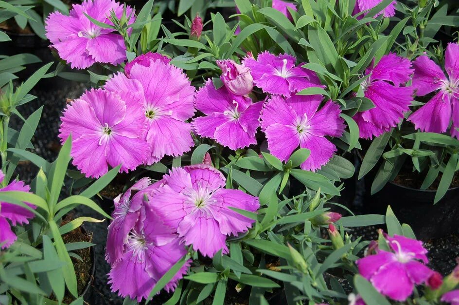 Dianthus chinensis гвоздика китайская. Гвоздика китайская условия выращивания