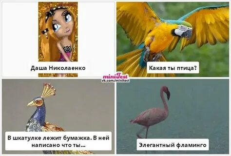 Какая ты птица