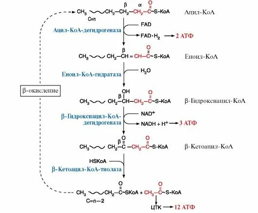 Окисление в биосинтезе. Промежуточный продукт окисления жирных кислот. Β-окисление жирных кислот (схема процесса. Бетта окисление высших жирных кислот. Продукты бета окисления жирных кислот.
