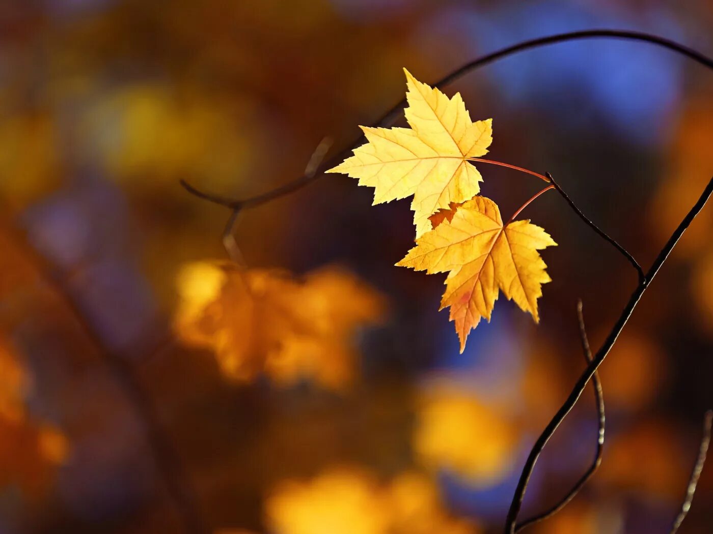 Падающие листья. Листики закружатся. Осень листопад. Осень листопад. Листопад для детей.