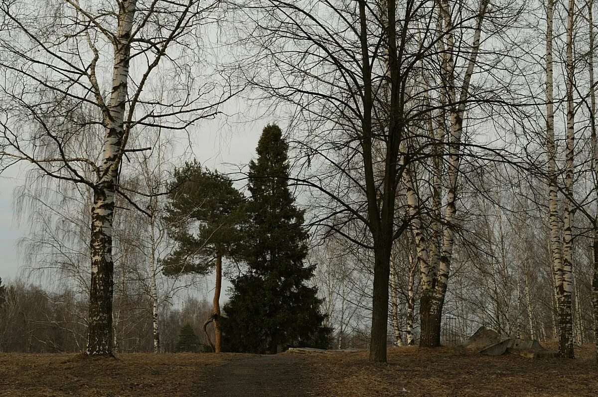 Ель и сосна на блудовом болоте. Ель и сосна на плутовом болоте. Блудово болото. Иллюстрация ели и сосны на Блудовом болоте.