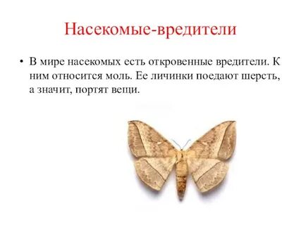 Строение моли