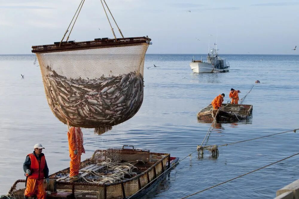 Добыча рыбы. Морское рыболовство. Промысел рыбы. Рыбацкий промысел. Вести промысел