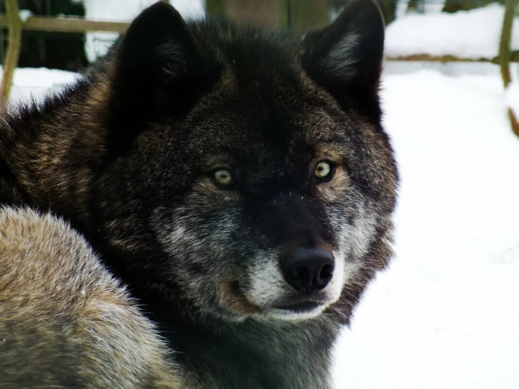 черный волк альфа самец. канадский черный бизоний волк. санкт петербург черный волк. черный волк меланист. черный волк видео.