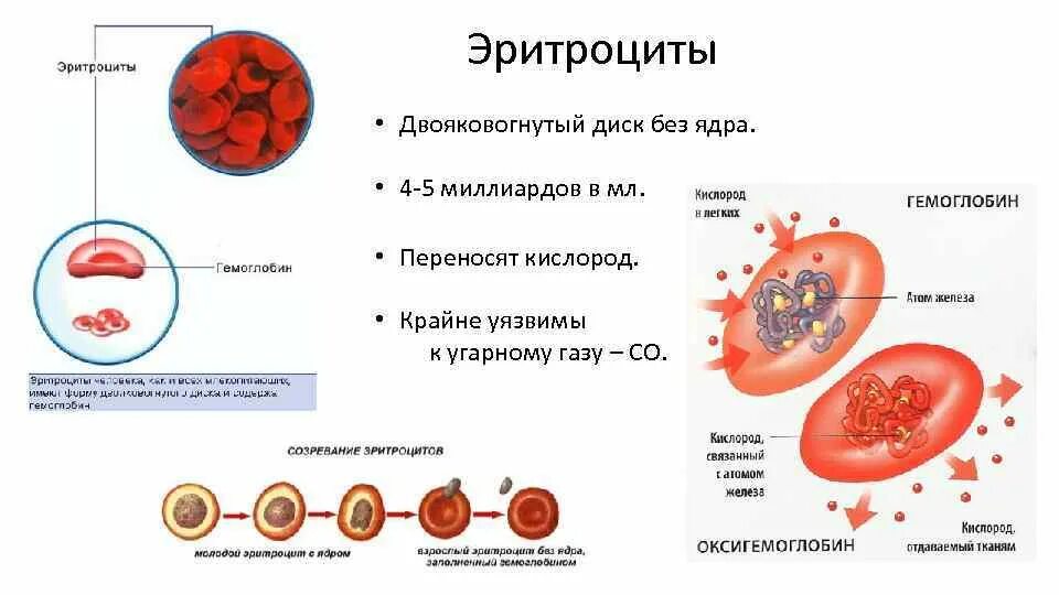 У эритроцитов человека есть ядро. Строение эритроцитов. Эритроциты без ядер. Строение ядра эритроцитов.