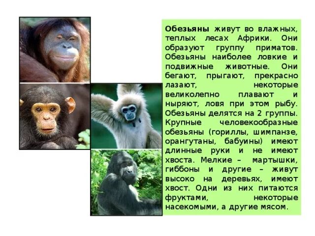 Прочитайте следующий текст шимпанзе некоторых природных популяций