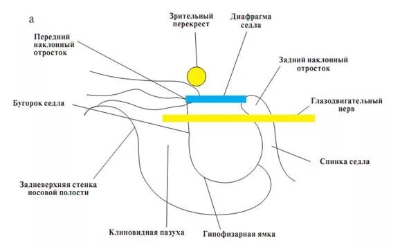 Седло латынь. Строение головного мозга турецкое седло. диафрагма турецкого седла анатомия. анатомия турецкого седла и гипофиза.