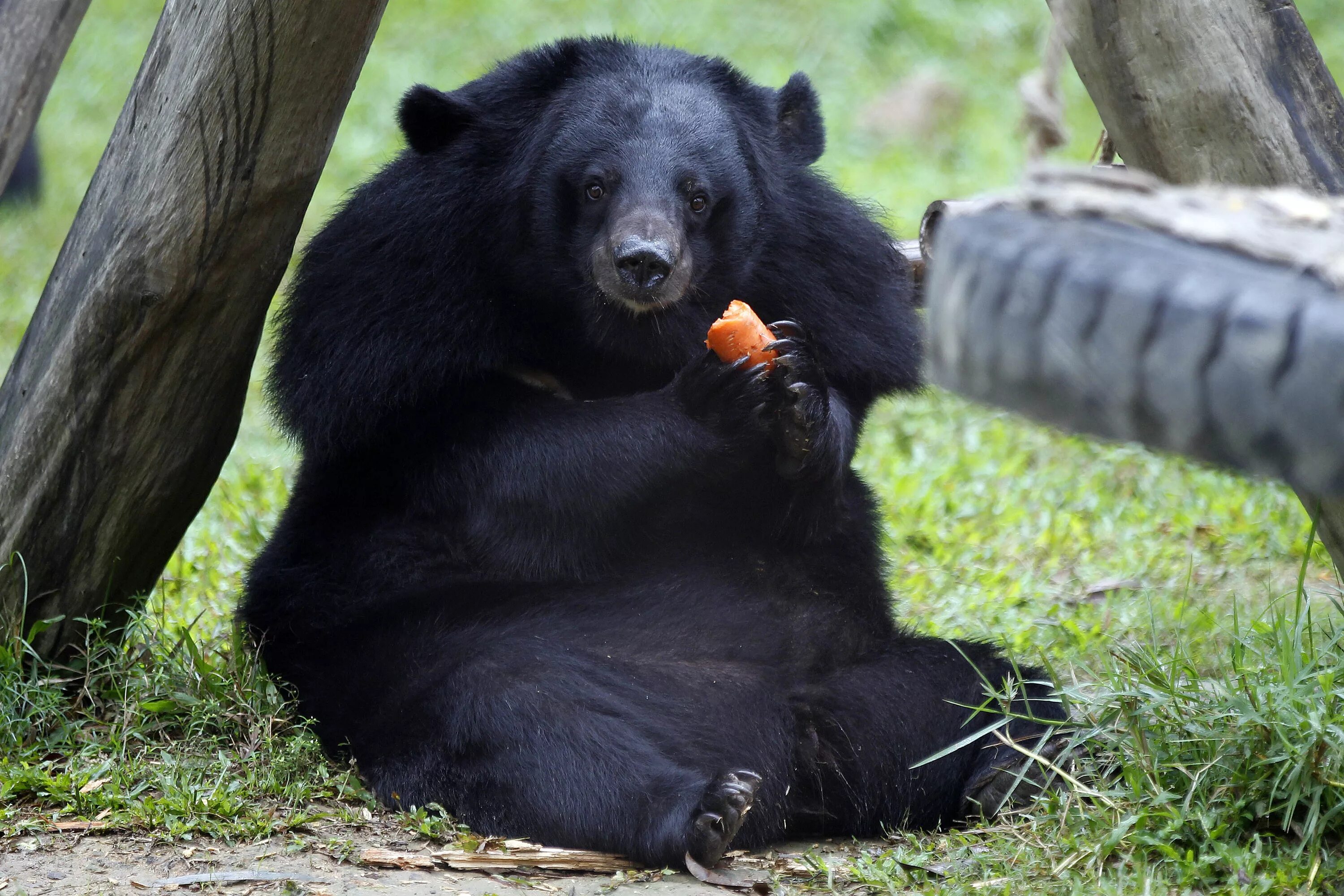 Медведь барибал умеет лазить по деревьям. Гималайский белогрудый медведь. Черный белогрудый медведь. Уссурийский белогрудый медведь. Уссурийский Гималайский медведь.
