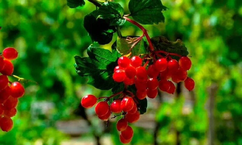 Калина горькая ноты. Калина. Калина красная калина горькая. Горькая калина минус. Майка калина красная.