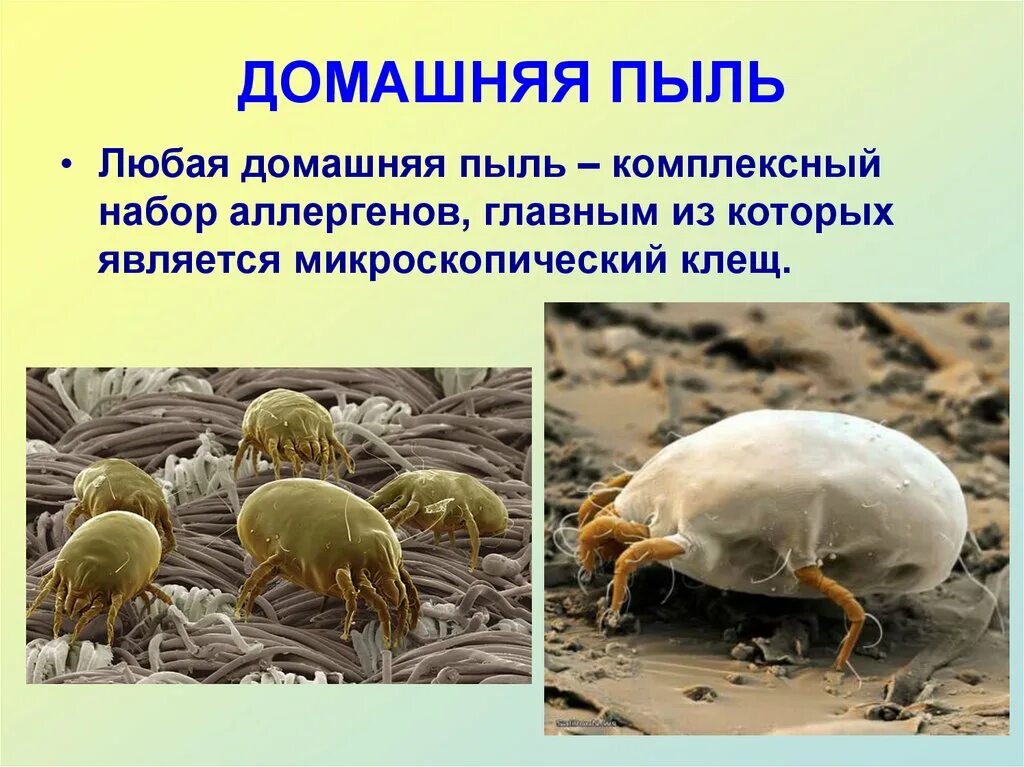 Что такое пыль в доме. Клещи домашней пыли. домашняя пыль. клещи домашней пыли слайд.
