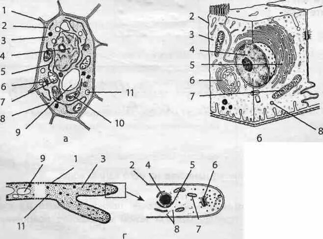 Растительная клетка животная клетка грибная клетка. Строение растительной грибной и бактериальной клетки. Строение грибной и растительной клетки. Растительная животная грибная и бактериальная клетки. Клетки растительные животные бактериальные грибные