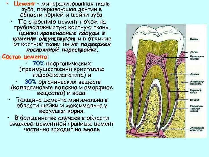 Строение зуба эмаль дентин цемент. Строение цемента корня зуба. Анатомо-гистологическое строение цемента корня. Дентин строение и функции.