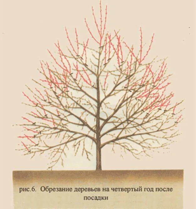 Обрезают ли вишню весной. Обрезать черешню весной. Кустовидная вишня обрезка. Обрезка вишни осенью. Обрезка деревьев черешни.