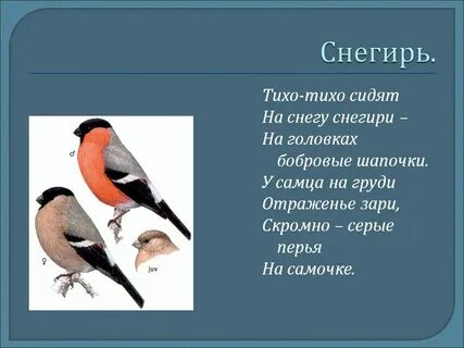 Снегирь составить предложение